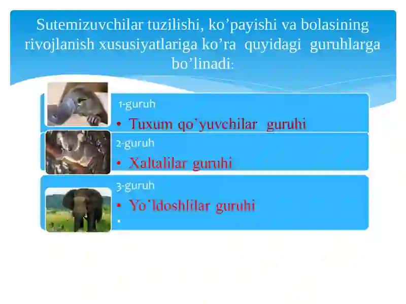 Sutemizuvchilarning xilma-xilligi: tuxum qo’yuvchilar, xaltalilar, yo’ldoshlilar 3