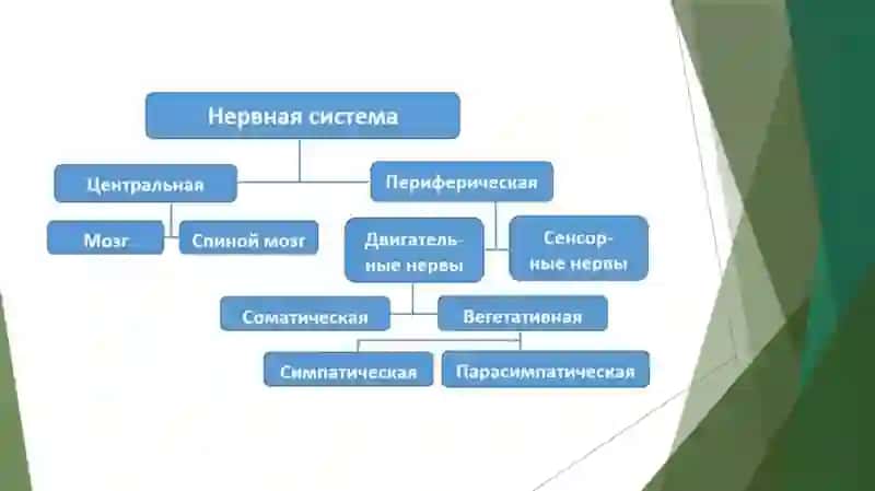 Нервная система 3
