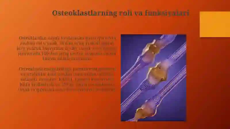 Suyak Hujayralarining Reparativ Regeneratsiyasi Mexanizmlari 3