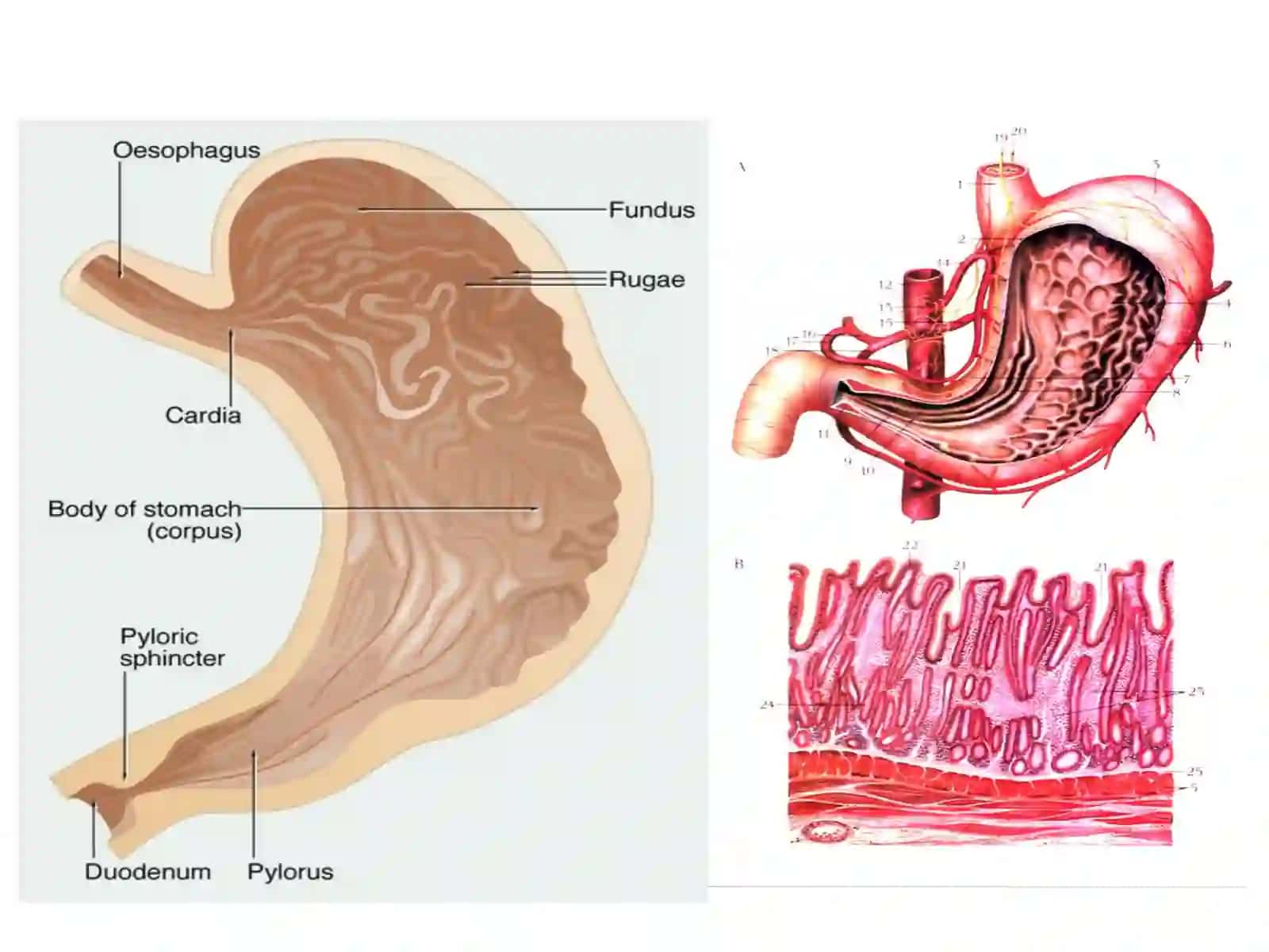 МЕЪДА ВА ЎН ИККИ БАРМОҚЛИ ИЧАК ЯРА КАСАЛЛИГИ 3