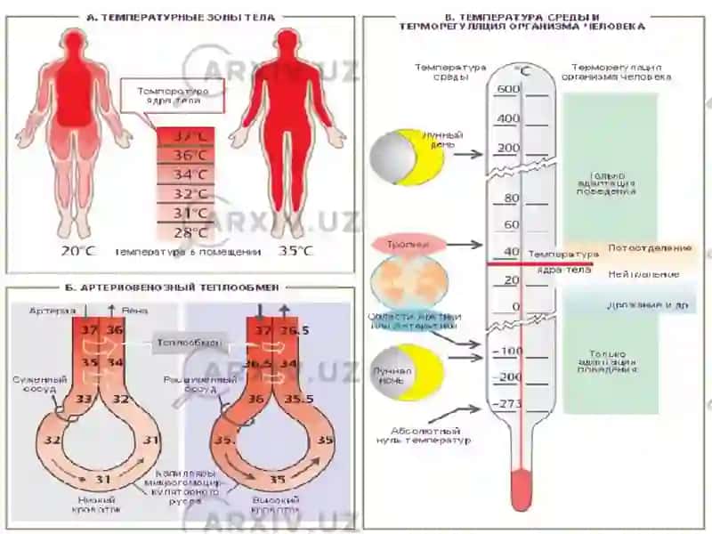 Issiqlik almashinuvi fiziologiyasi.Termoregulyatsiya 3