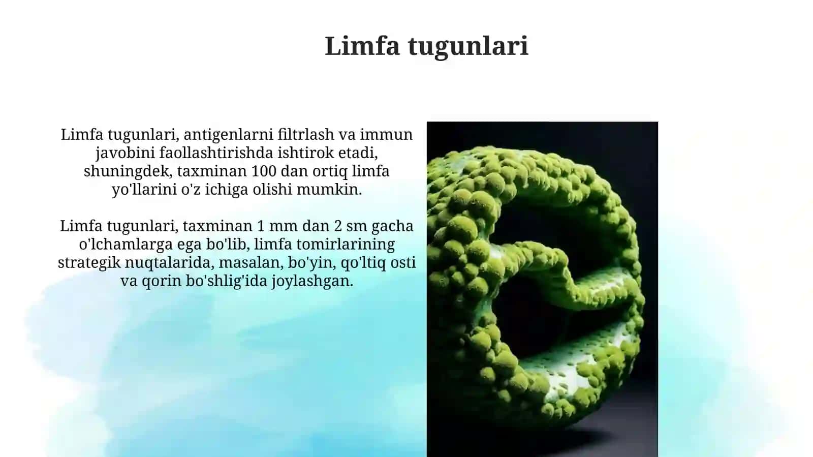 Limfaning hosil bulishi tarkibi va vazifasi 3