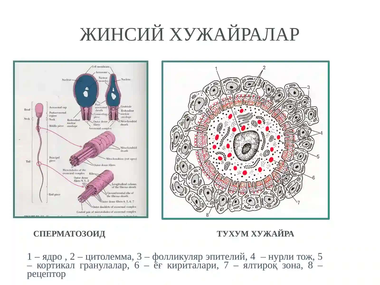 ОДАМ ЭМБРИОГЕНЕЗИ ДАВРЛАРИ 3
