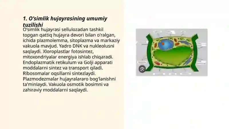 Oʻsimlik hujayra va toʻqimalarning tuzilishi 3