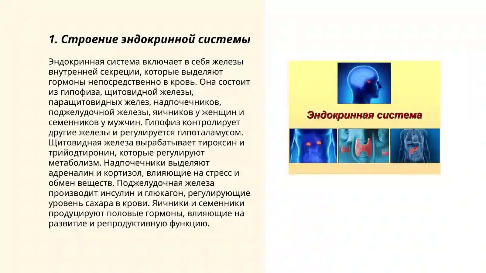 Эндокрин система 3