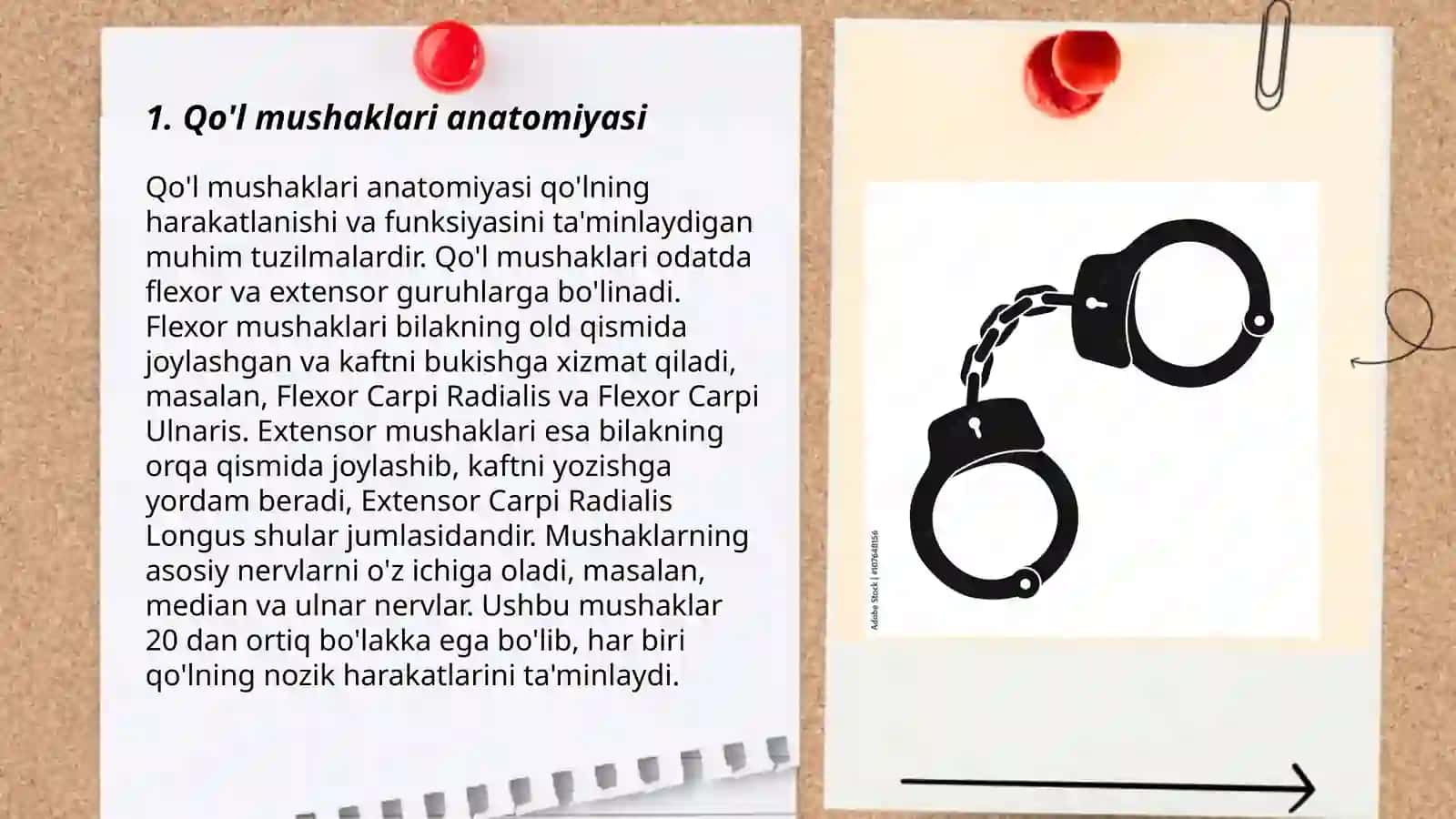 Qo'l mushaklari anatomiyasi 3
