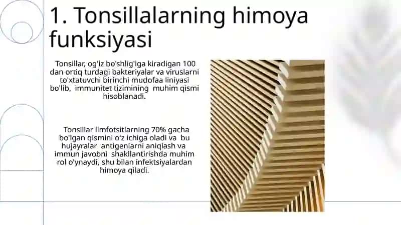 Xazm nayining limfoid tuzilmalari 3
