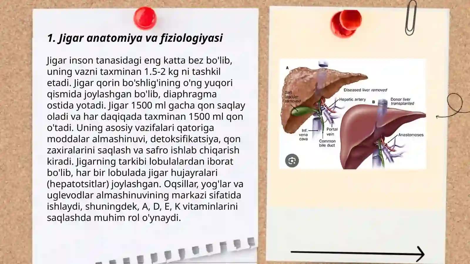 Jigar va o't yo'llari patologiyasi. Jigar kasalliklari haqida umumiy ma'lumotlar 3