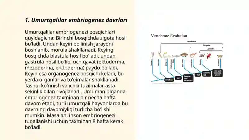 Umurtqalılar va umurtqasuslar embrogenezi ularning rivojlanish felogenesi 3