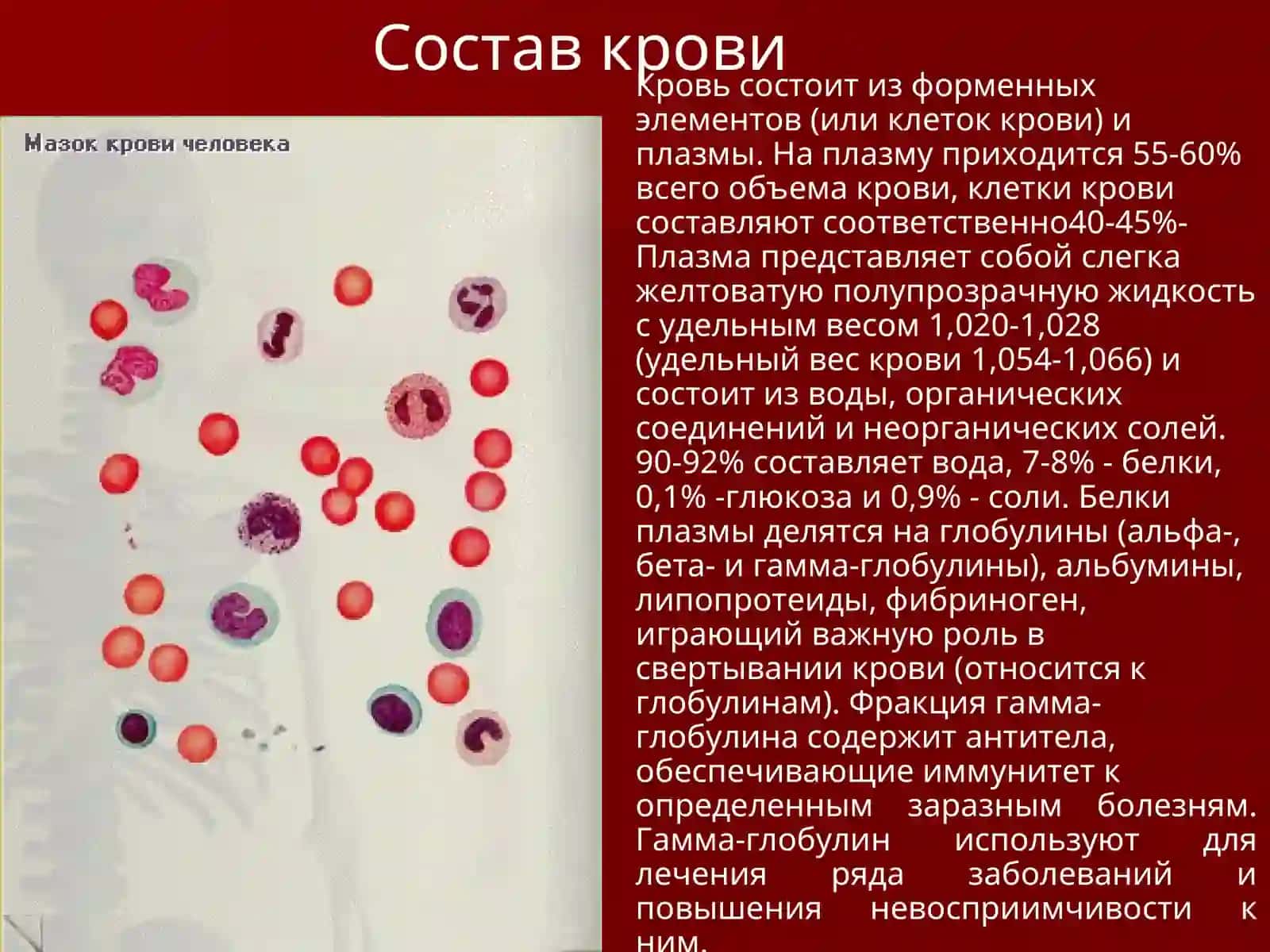 Кровеносная система 3