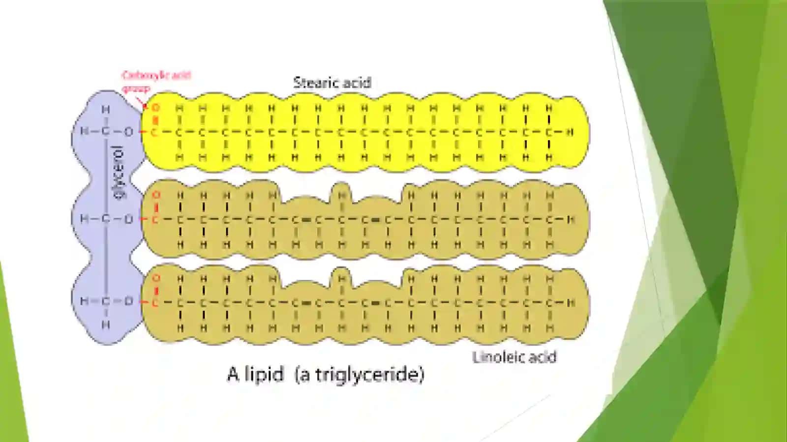 Lipidlar. lipidlarning umumiy hususiyatlari va tasnifi. Oddiy va murakkab lipidlar 3