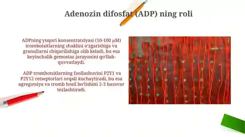 Trombotsitlar fiziologiyasi. Gemostaz 3