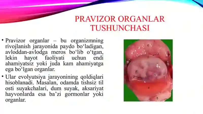 Pravizor organlarning shakllanishi va ahamiyati 3