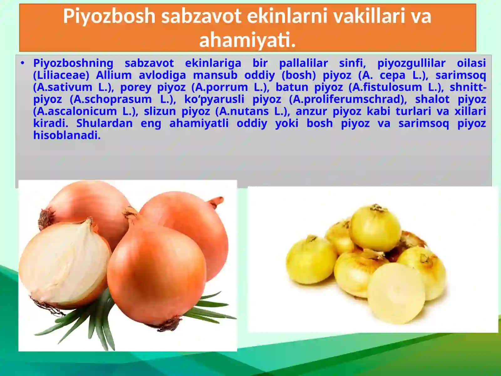 Boshpiyoz sabzavotlarining biologiyasi 3
