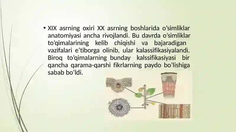 O‘simoqlik to‘qimalari 3