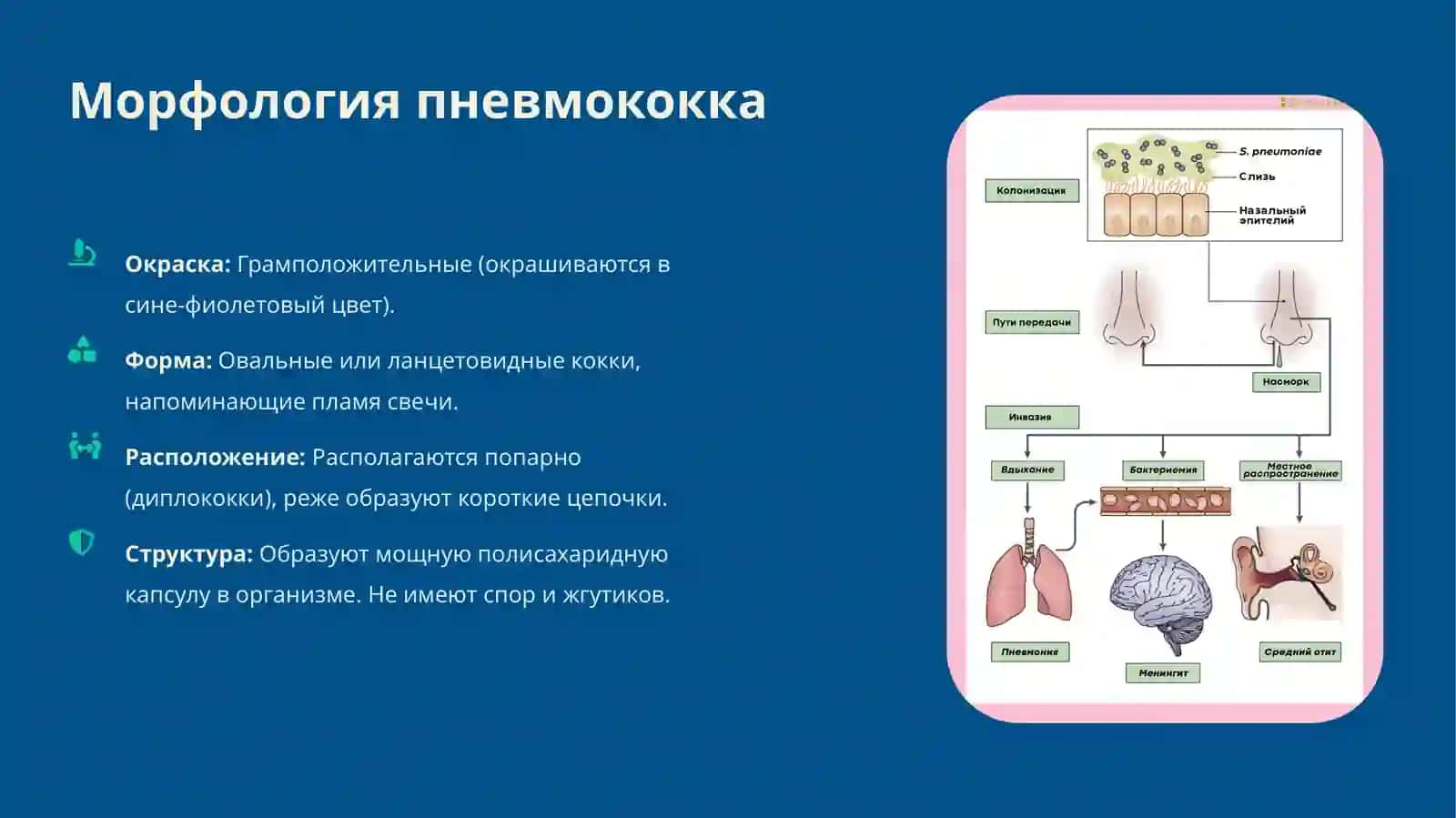 Характеристика пневмококка, менингококка, патогенез заболеваний, вызываемых haemophilus influenzae, лабораторная диагностика 3