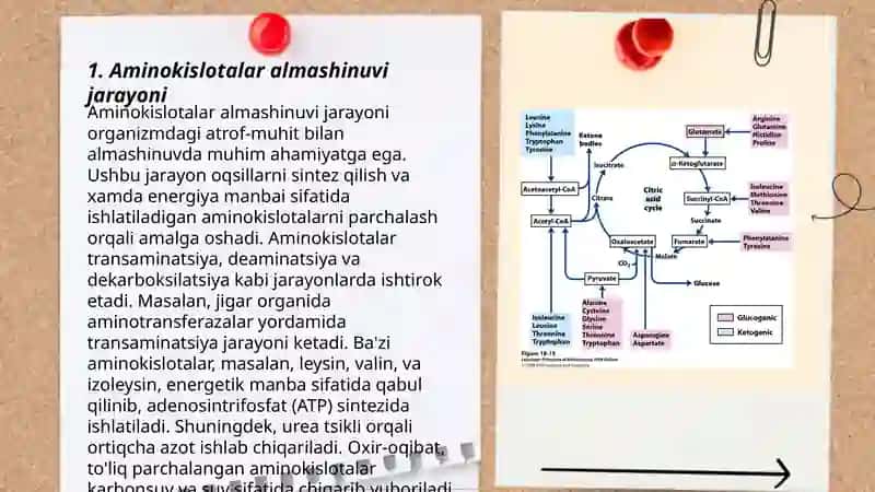 Aminokislotalar almashinuvida hosil bo‘ladigan biologik faol moddalar. Siydikchilning sintezi. 3