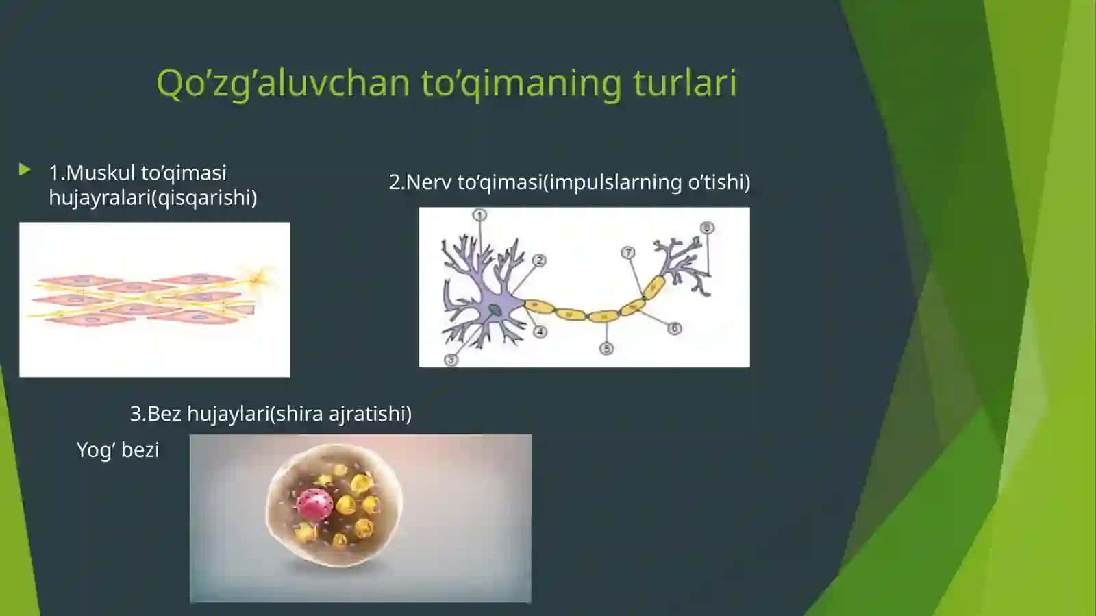 Qo’zg’aluvchanlik va to’qimalar biologiya elektr h.odisalar 3