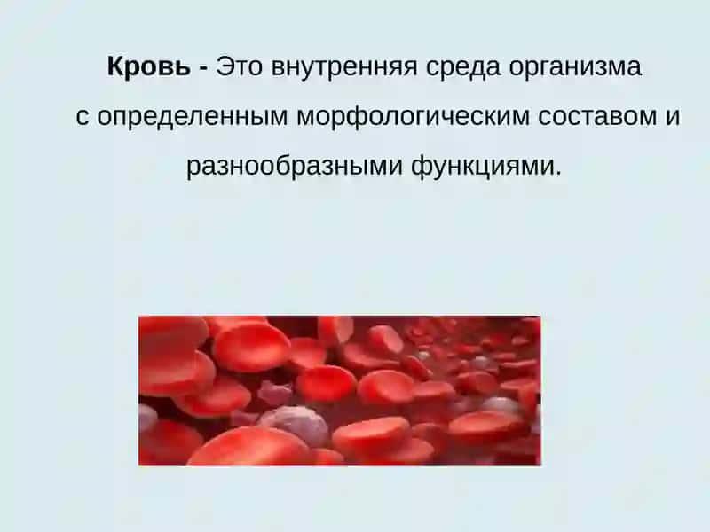 Особенности системы крови у детей 3