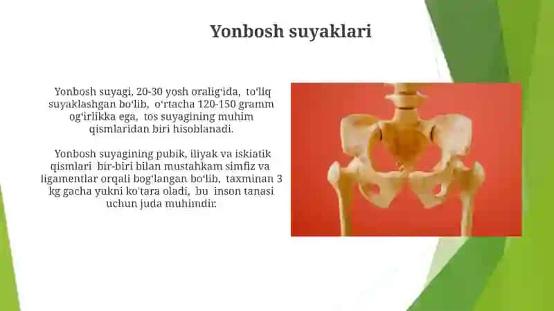 Chanoq sohasidagi suyaklarning o'zoro birlashuvi 3