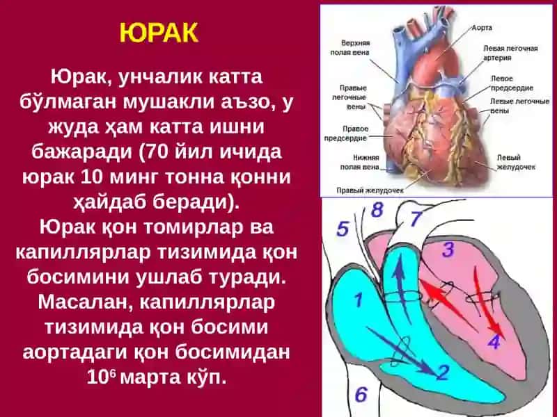 Қонтомирлар оператив жарроҳлиги 3