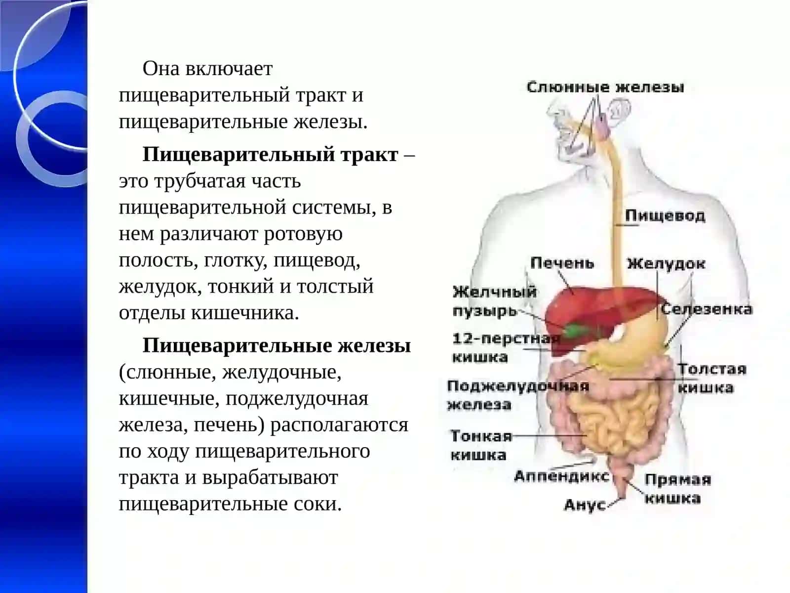 Возрастные особенности пищеварительной системы и гигиена питания 3