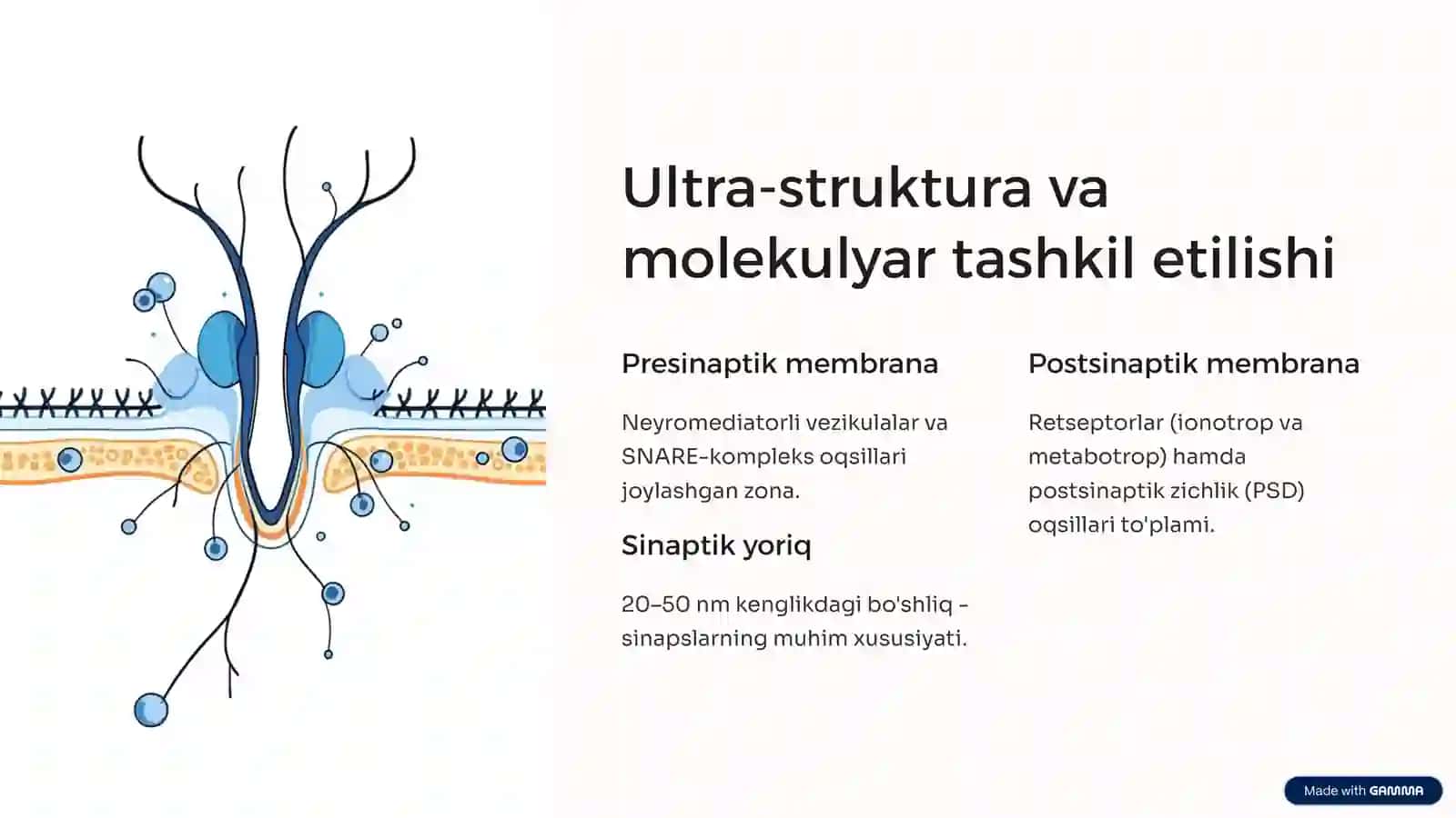 Sinapslar fiziologiyasi: Neyronlararo muloqot asosi 3