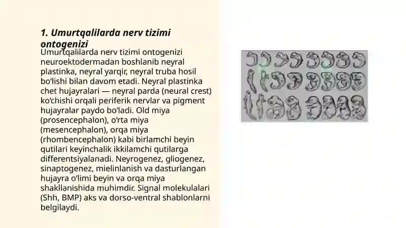 Umurtqalilarda nerv tizimi ontogenizi 3