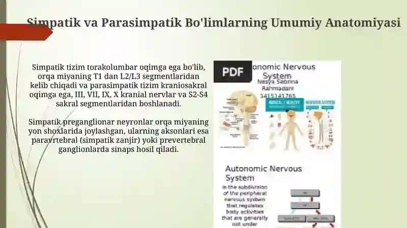 Vegetativ nerv tizimi simpatik va parasimpatik qismining kilinik anatomiyasi 3