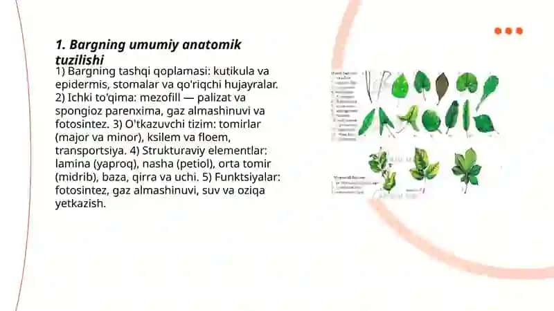 Bargning anatomik tuzilishi 3
