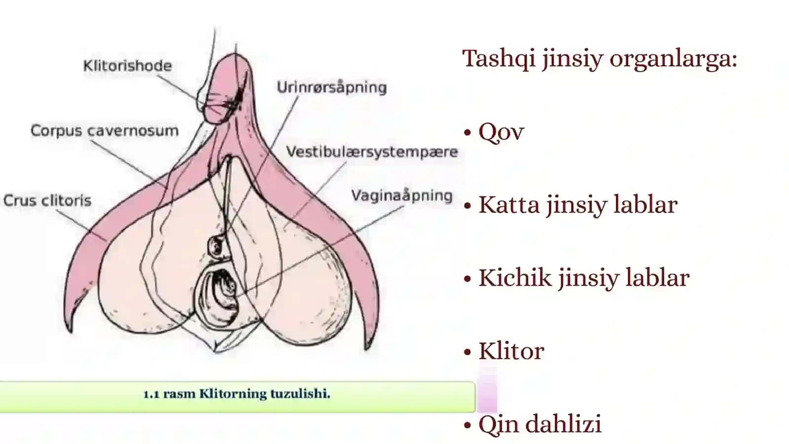 Ayollar jinsiy a'zosini klinik anatomiyasi 3