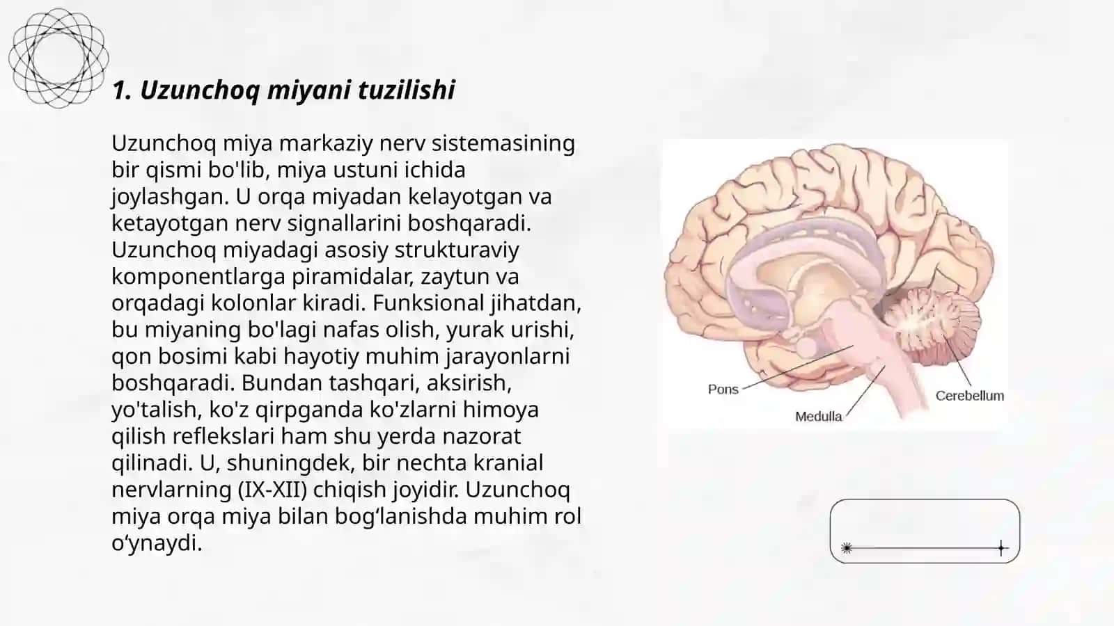Uzunchoq va oʻrta miya fiziologiyasi 3