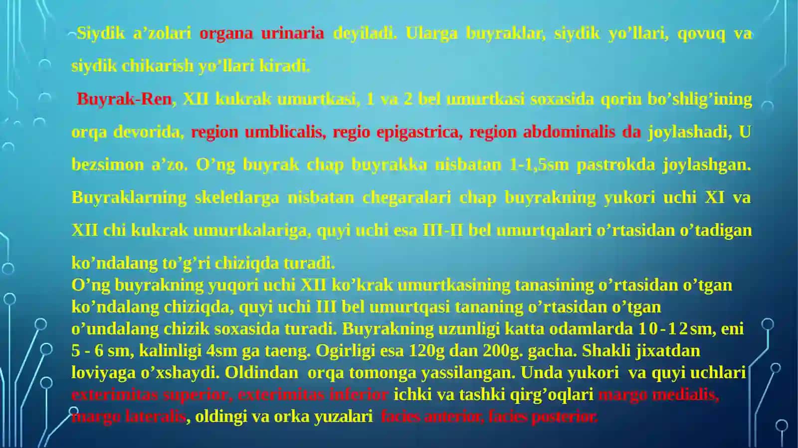 Siydik a’zolari. Siydik a’zolari funksional anatomiyasi 3