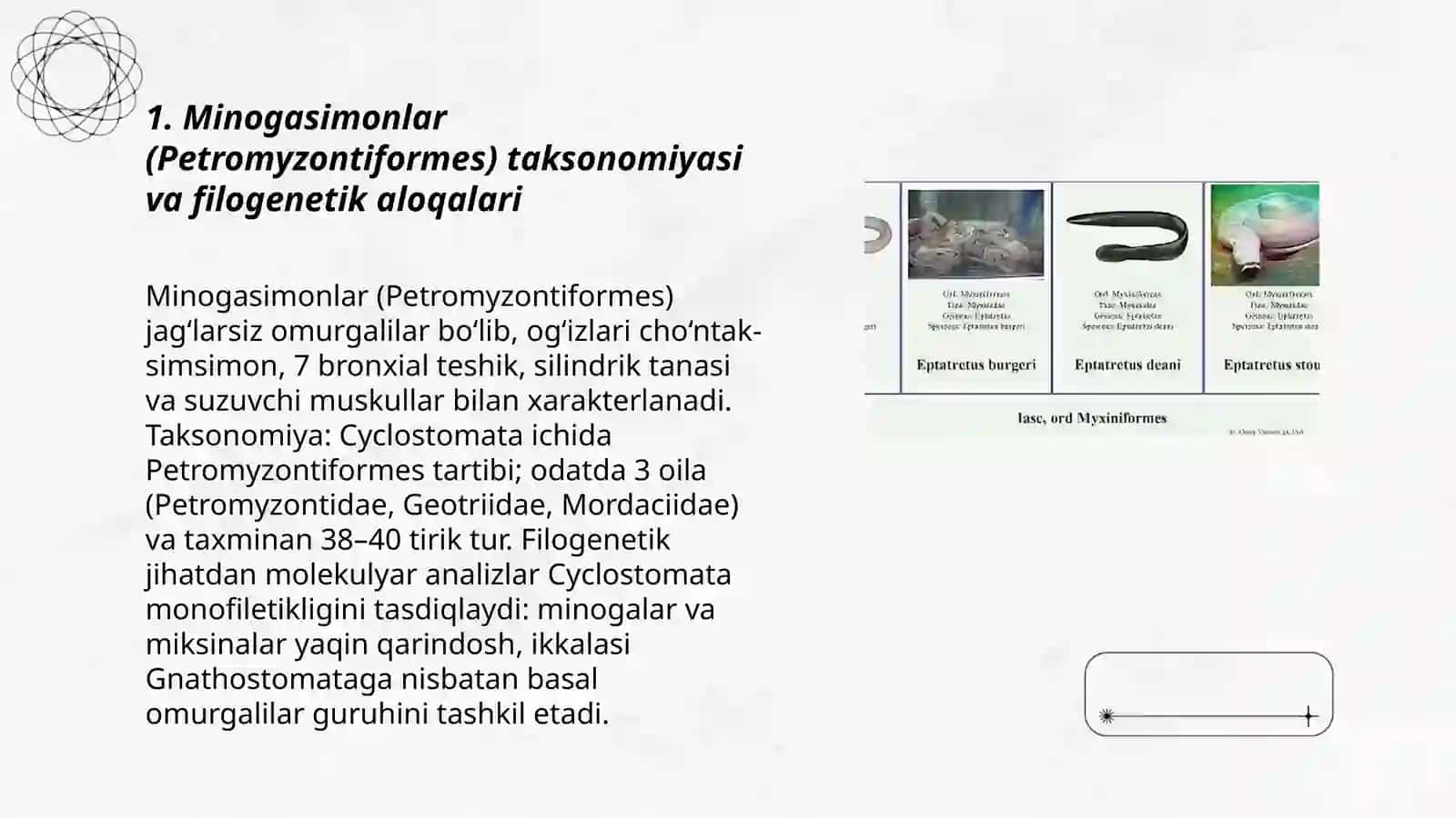 Minogasimonlar-Petpmyzontiformes va Miksinasimonlar-Myxiniformes turkumlari, ekologiyasi va ahamiyati 3