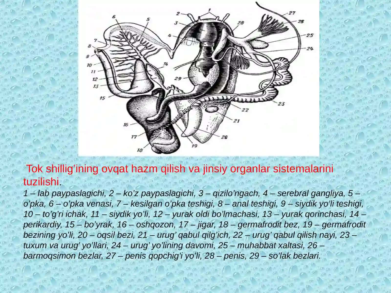 Ular Turlari 3