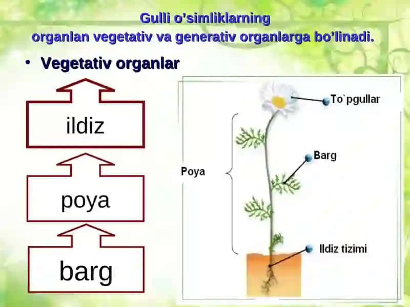 Organlar tuzilishi 3