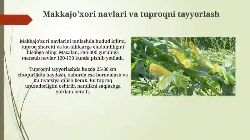 Makkajoʻxori yetishtirish texnalogiyasi 3