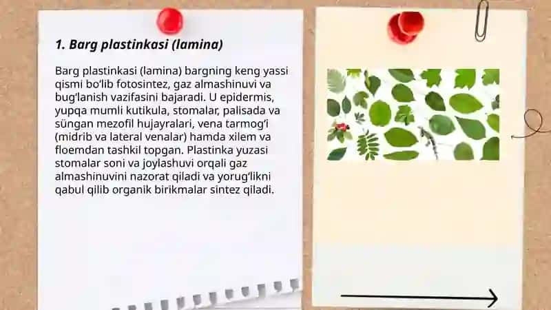 Bargning ichki va tashqi tuzilishi 3