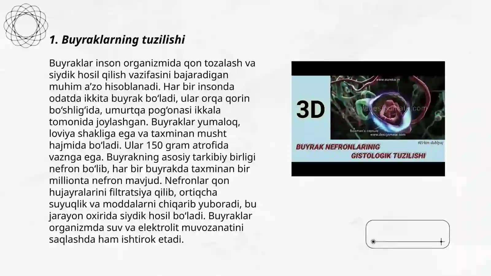 Siydik ajratish a’zolari tizimi 3
