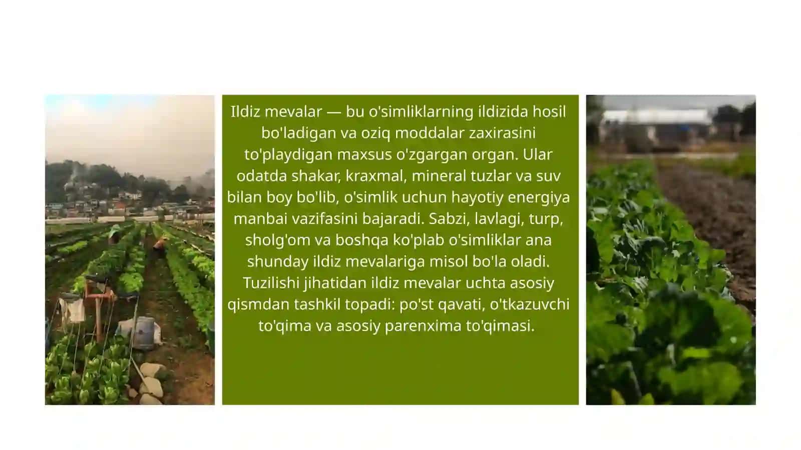 ILDIZ MEVALAR TUZILISHI, SIFAT KO'RSATKICHLARI VA SAQLASH USULLARI 3