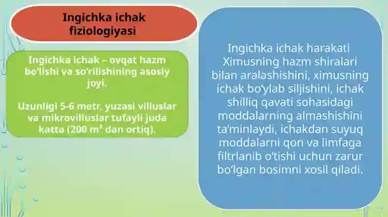 ingichka va yoʻgʻon ichakda ovqat hazm boʻlishi 3