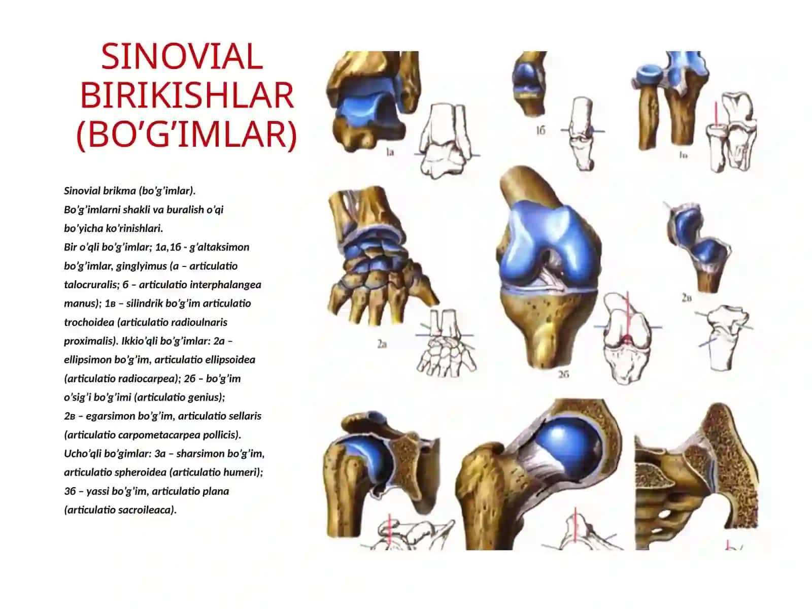 SINOVIALBIRIKISHLAR (BO’G’IMLAR) 3