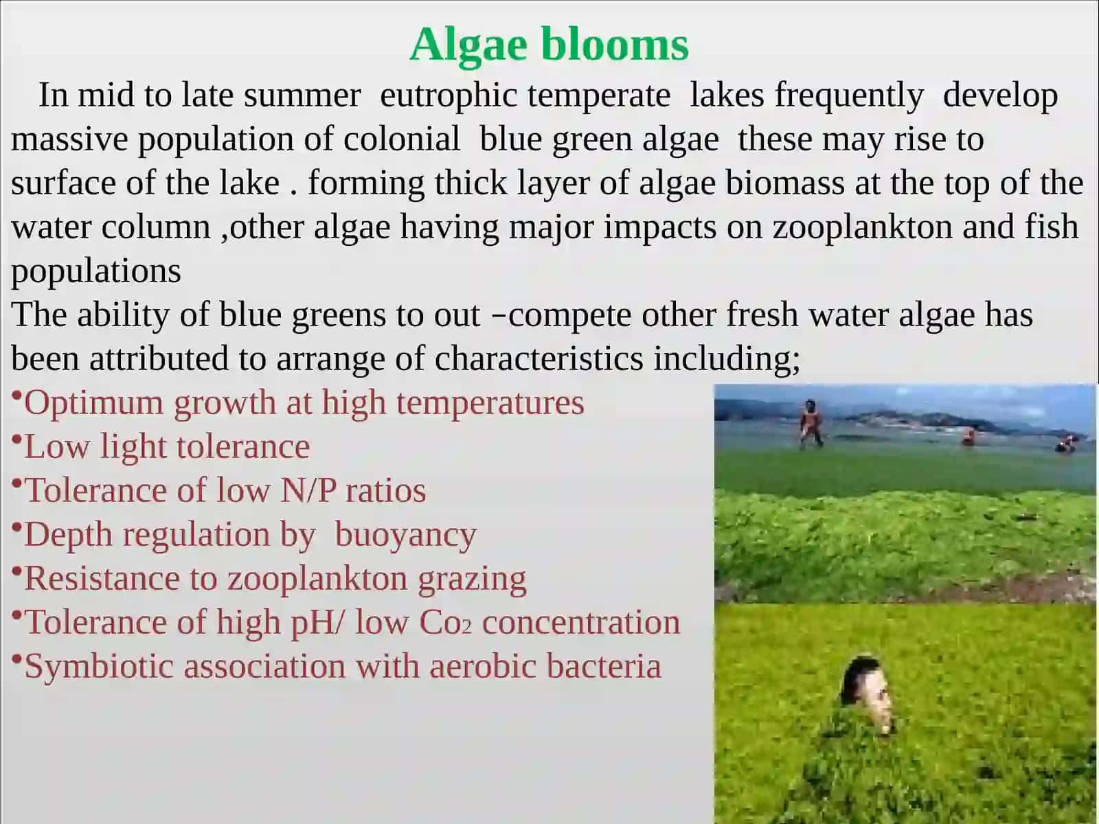 Blue-green algae as bio-indicators 3