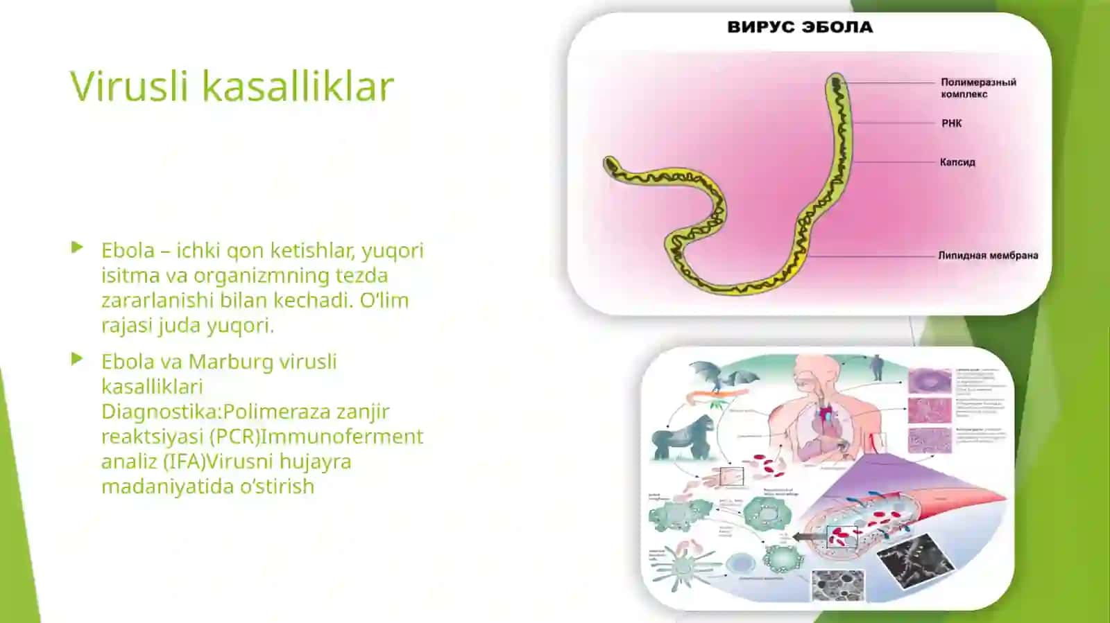 Oʻtaxavfli kasalliklarning qoʻzgʻatuvchilari labaratoriya diagnostikasi 3