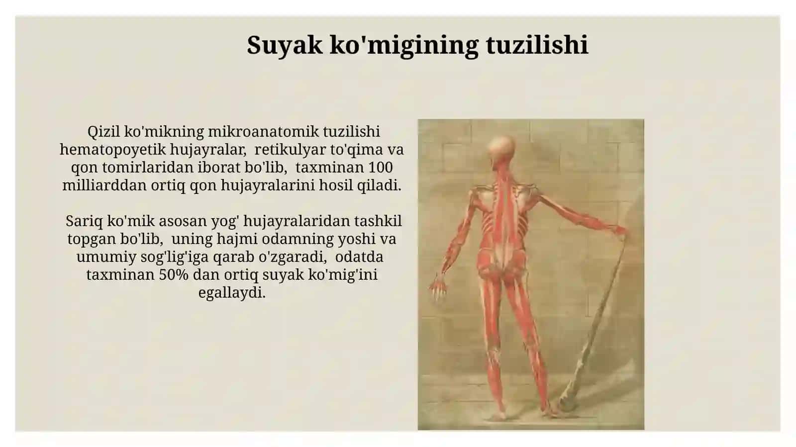 Suyak iligi: taraqqiyoti, tuzilishi, vazifasi 3