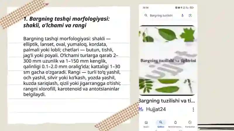 Bargning morfologik va anatomik tuzilishi va vazifasi 3
