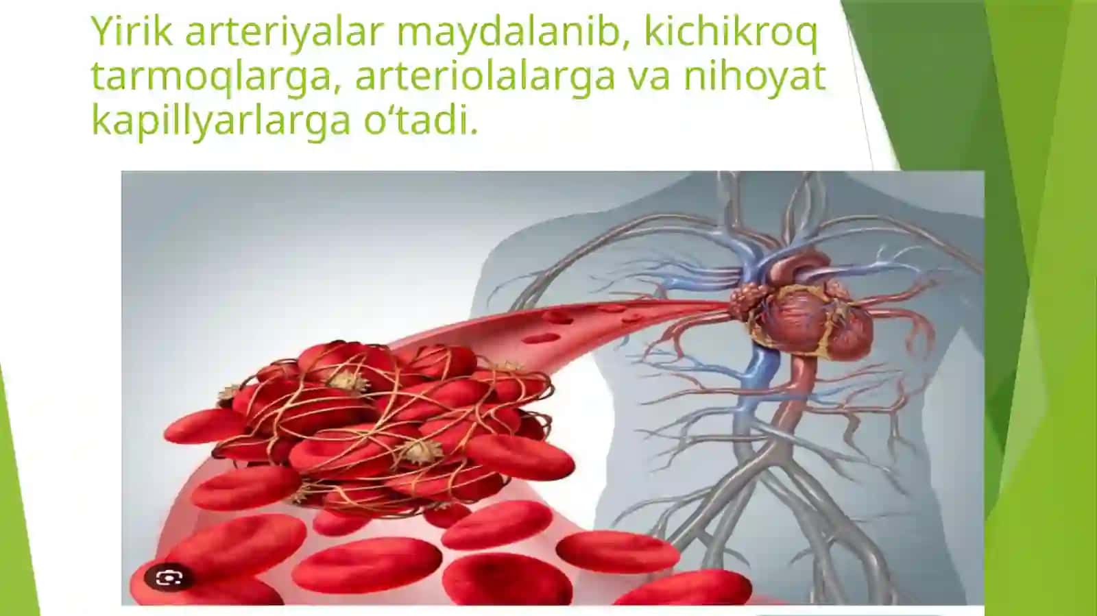 Arteriyalarning Tarqalish Qonuniyatlari 3
