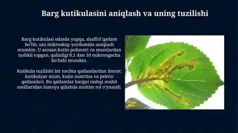 Barglarning sirtida joylashgan kutikulani aniqlash va uni himoya organi sifatida tushuntirish 3