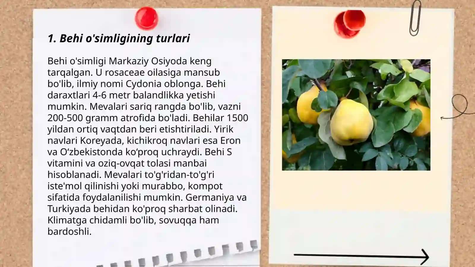 Bеhi o'simligi 3