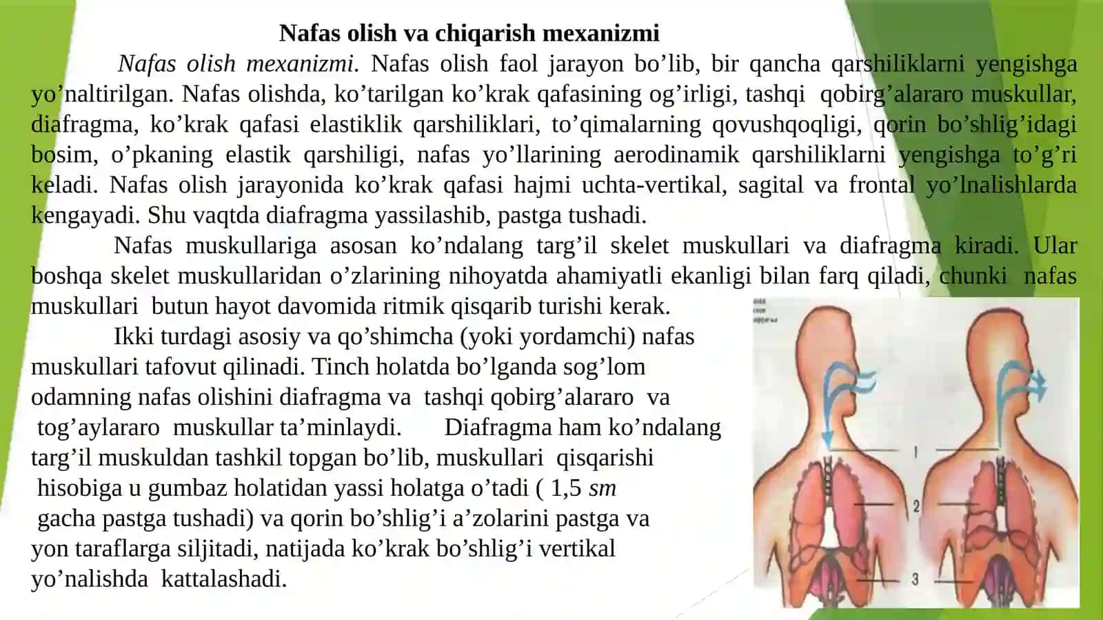Nafas tizimi fiziologiyasi 3